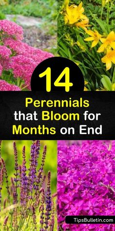 Extend the beauty of your garden beds with these plants that bloom for weeks. Plant a coneflower, daylily, black-eyed Susan, or phlox in an area with full sun and witness them blossom with long-lasting colors from late spring to late summer. #long #blooming #perennials Phlox Plant, Blooming Perennials, Long Blooming Perennials, Full Sun Perennials, Sun Perennials, Late Spring, Hardy Perennials, Black Eyed Susan, Perennial Garden