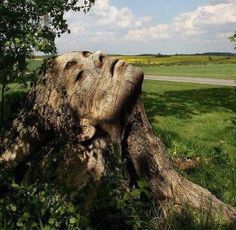 a large tree stump sitting in the middle of a lush green field next to a road