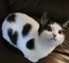 a black and white cat sitting on top of a brown leather couch looking at the camera