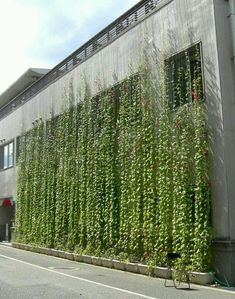 a bike parked in front of a building covered in green plants and vines on the side of the road