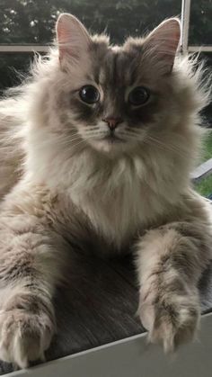 a fluffy cat sitting on top of a window sill next to a glass door