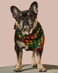 a small dog wearing a colorful bandana on top of a stone slab in front of a pink background