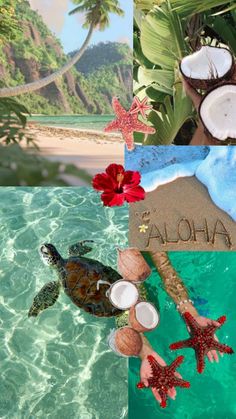 the collage is made up of four different pictures with coconuts and starfish