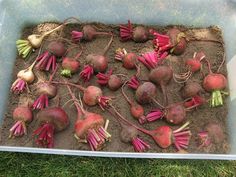 a bunch of radishes are in the dirt and ready to be picked up