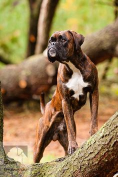 a brown and white dog standing on top of a tree