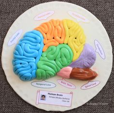 a paper plate with a model of the human brain on it