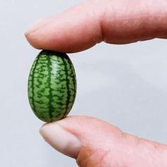 a hand holding a small green watermelon in it's left palm area