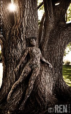 an old tree with the sun shining through it's branches and its face in the bark