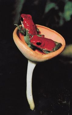 a red frog sitting on top of a sink