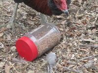 a bird standing next to a red and white bottle on the ground with wood chips around it