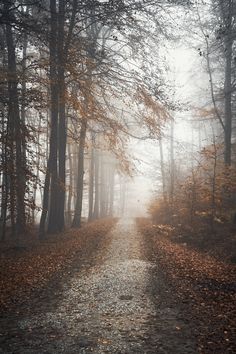 a dirt road surrounded by trees with leaves on the ground and fog in the air