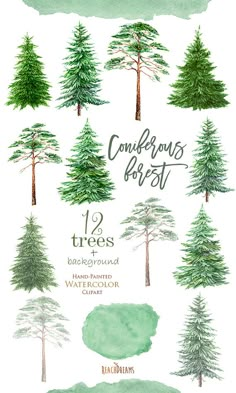 watercolor trees with the words coniferous forest on them