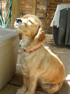 a dog sitting on the ground next to a water container and looking up at something