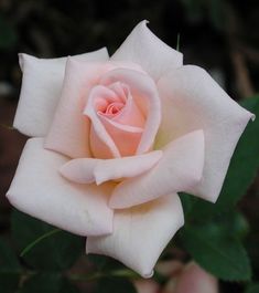 a pink rose with green leaves in the background