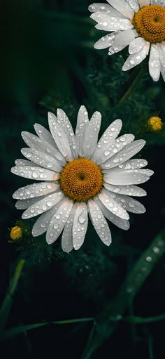 two white and yellow flowers with water droplets on them