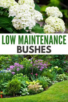 the words low maintenance bushes are in front of some flowers and bushes with green grass