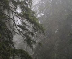 fog in the forest with trees and sheep