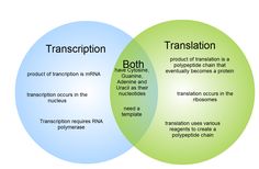 two vennuous circles with the words transcription and transseption in each circle