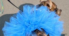 a dog wearing a blue tutu skirt on its back with a leash attached to it's neck