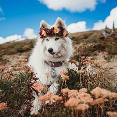 a white dog with flowers on its head in the middle of a flowery field