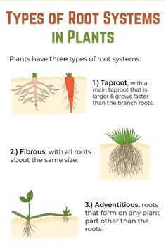 the types of root systems in plants and how they are used to help them grow