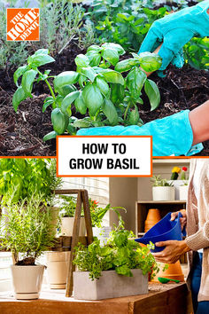 a woman in blue gloves is tending to plants