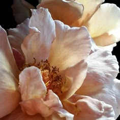 a close up view of a white flower