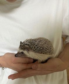 a person holding a small hedge in their hands