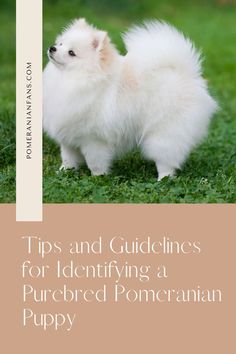 Pomeranian Breeding: A Guide for Aspiring Breeders Pomeranian Breeders, Pomeranian Breed, The Journey, Things To Come