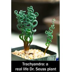 there is a plant that has been made out of plastic