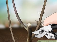 How to Prune Roses in Winter: 9 Steps (with Pictures) - wikiHow Pruning Saws, Rose Stem, Simple Rose, Planting Roses, Rose Bush