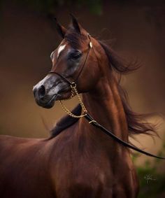 a brown horse with a gold chain around its neck and bridle on it's head