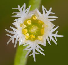 a close up view of a flower with white and yellow flowers on it's petals