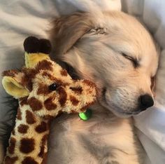 a dog sleeping next to a stuffed giraffe on top of a white blanket