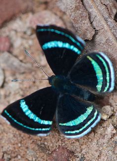 a black and blue butterfly sitting on top of a rock