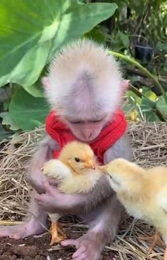 a baby monkey is playing with two chicks