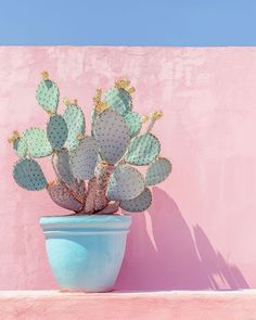 a cactus in a blue pot against a pink wall