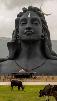 cows graze in front of a large buddha statue