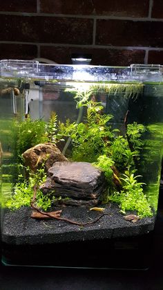 an aquarium with plants and rocks in it