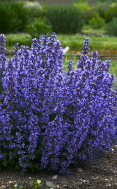 some purple flowers are growing in the dirt