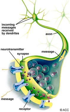 the structure of a nematic cell and its major functions, labeled in green