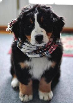 a dog sitting on the floor wearing a scarf