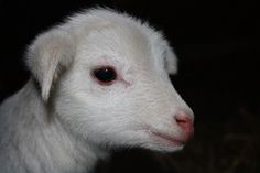 a close up of a white sheep with red marks on it's face