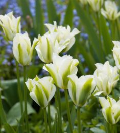 white tulips with the words spring green in front of blue and purple flowers