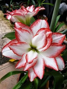 🤍♥️🤍♥️🤍♥️🤍 Beautiful White & Red Amaryllis  ♡▪︎♡▪︎♡▪︎♡▪︎♡▪︎ ~Amen~ 12 December 2024 ▪︎♡▪︎♡▪︎♡▪︎♡▪︎♡