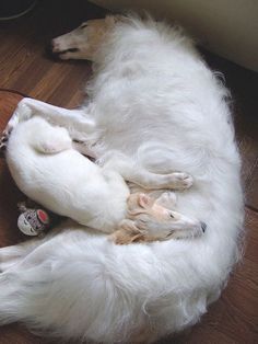 a large white dog laying on top of a wooden floor