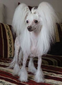 a small white dog with long hair standing on a bed