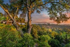 the sun is setting in the distance over trees and bushes on top of a hill