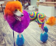 a poodle is dressed up in bright colors and stands on the floor with its tongue out