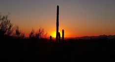 the sun is setting behind a tall saguado cactus in the foreground, with mountains in the background